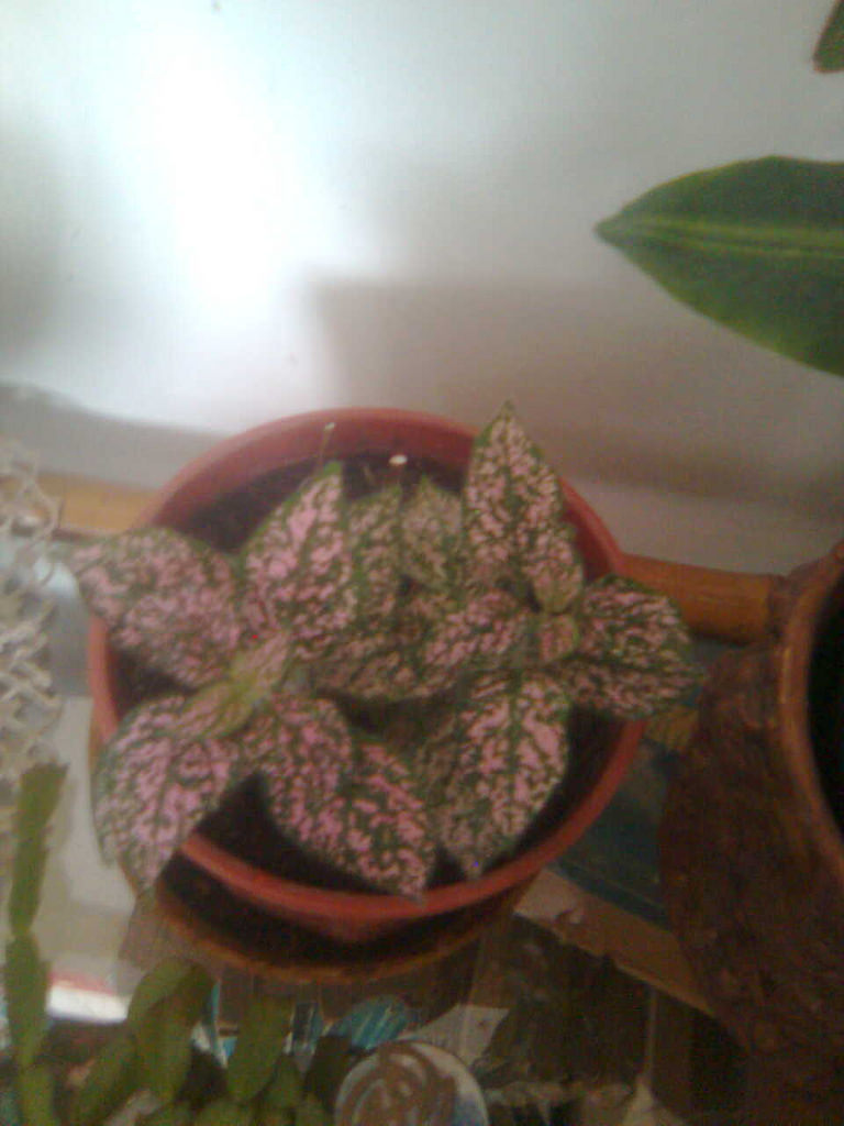4894770120_24cfa26c8b_b.jpg