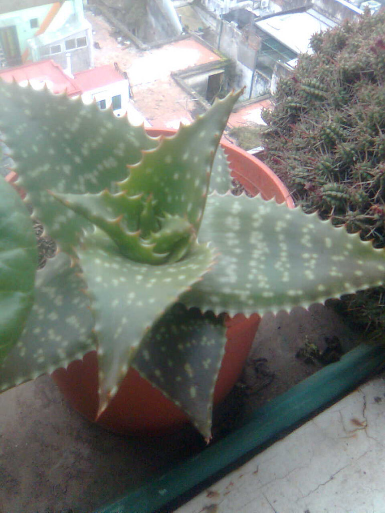 4894771568_80f990cb9f_b.jpg