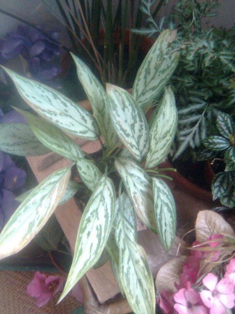 4894774116_c9943c7441_z.jpg