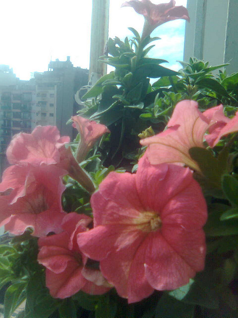 4898106198_6a482c5cdc_z.jpg