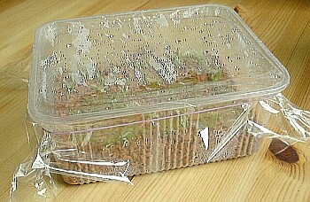49%20saemlinge%2520in%2520box%25202.jpg