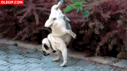 49.gif