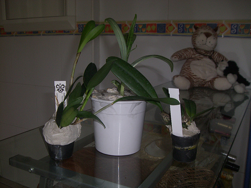 490007904_150cfa5de8.jpg