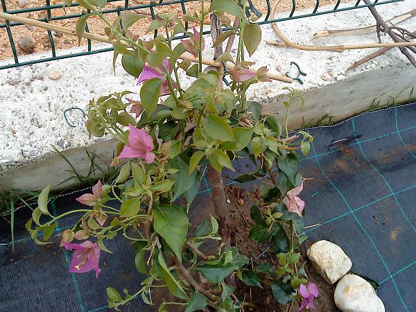 4923d1271010110t-el-jardin-de-manolete-dsc00159.jpg