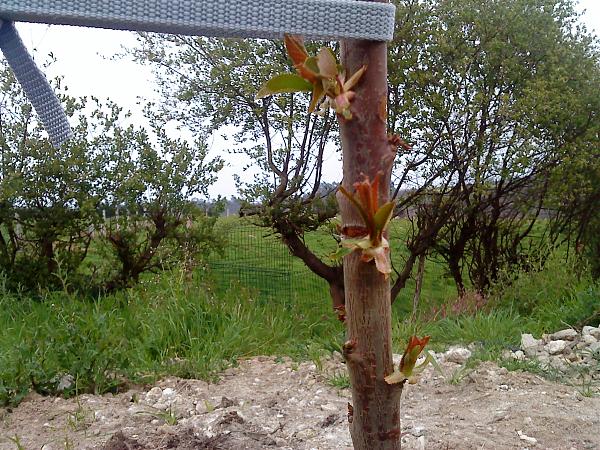 4927d1271012629t-el-jardin-de-manolete-dsc00168.jpg