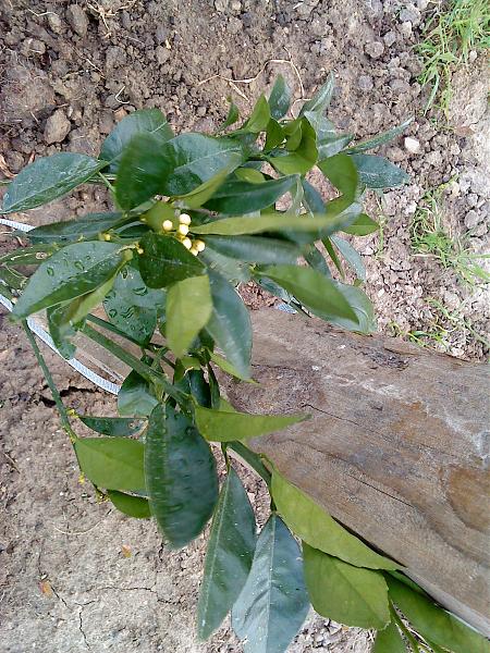 4928d1271012629t-el-jardin-de-manolete-dsc00170.jpg
