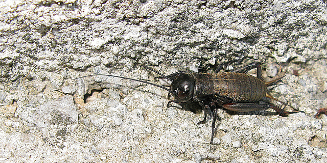 4929151073_121e7bba39_z.jpg