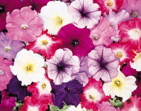 492x389xlos,P20tipos,P20de,P20flores,P20mas,P20comunes5.jpg