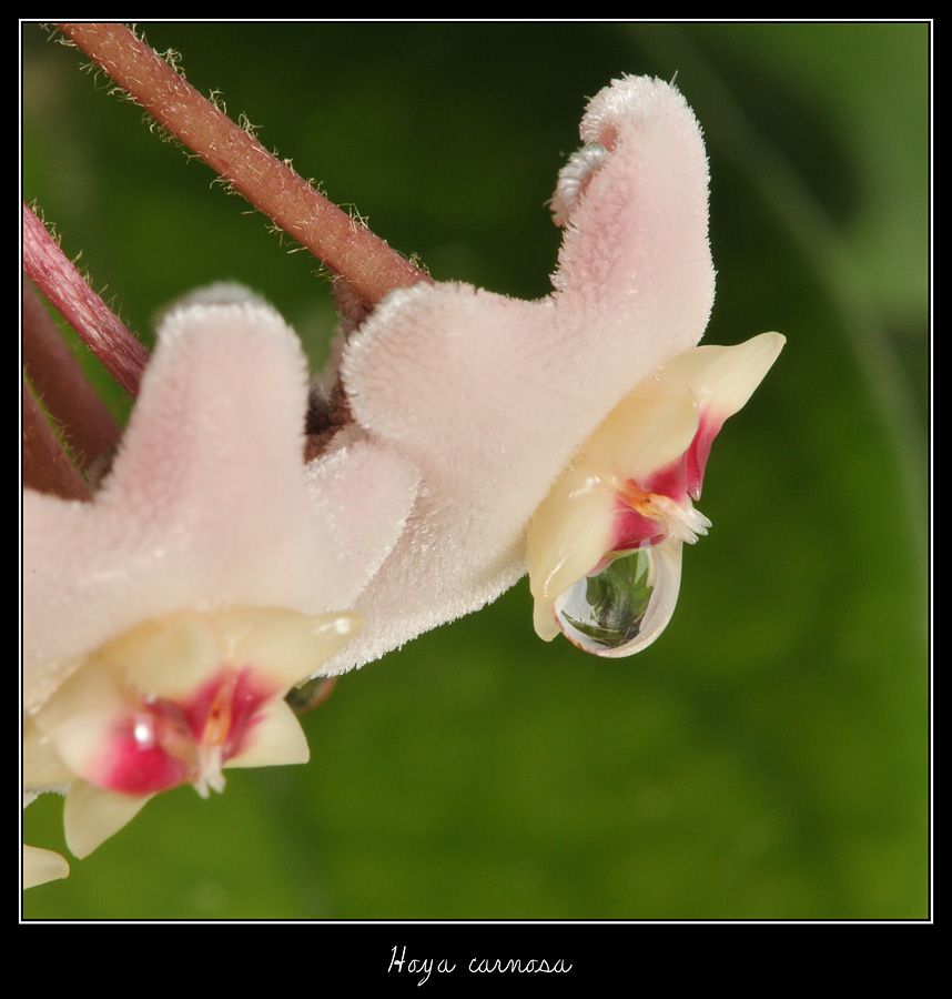 49507d1242508100-flor-de-cera-flor-de-porcelana-045.jpg