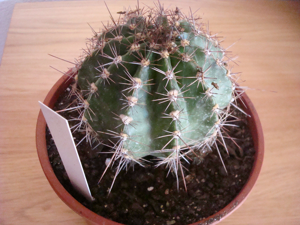 4964001348_d93265cae5_b.jpg