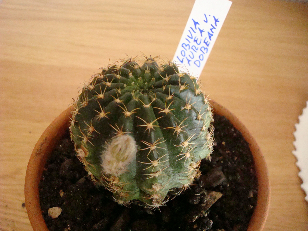 4964007570_47dae81e61_b.jpg