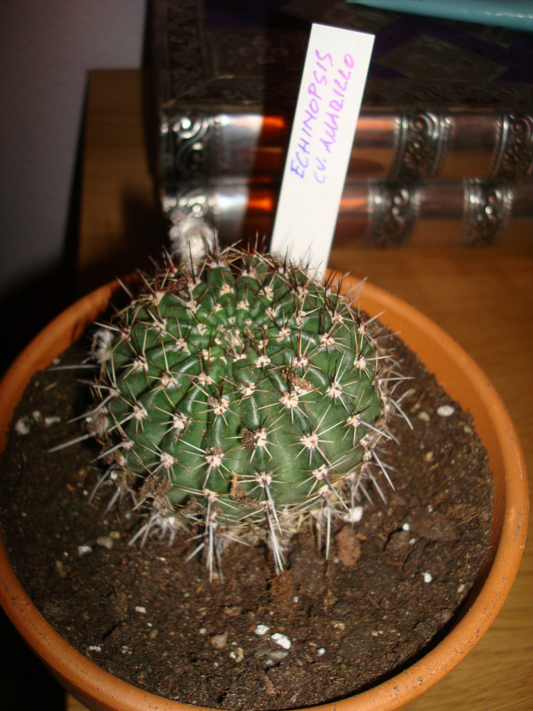 4965031770_de98cf4df3_b.jpg