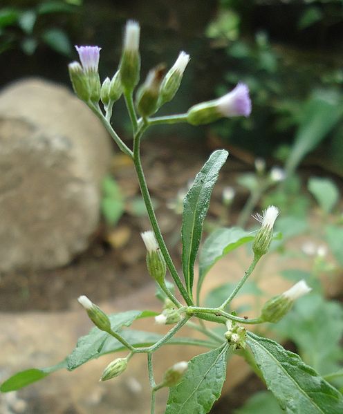 496px-Vernonia_cinerea_2.jpg