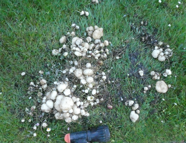 49794372423_bb7417d9c4_z.jpg
