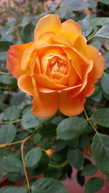 49833679627_071c6c8405_c.jpg