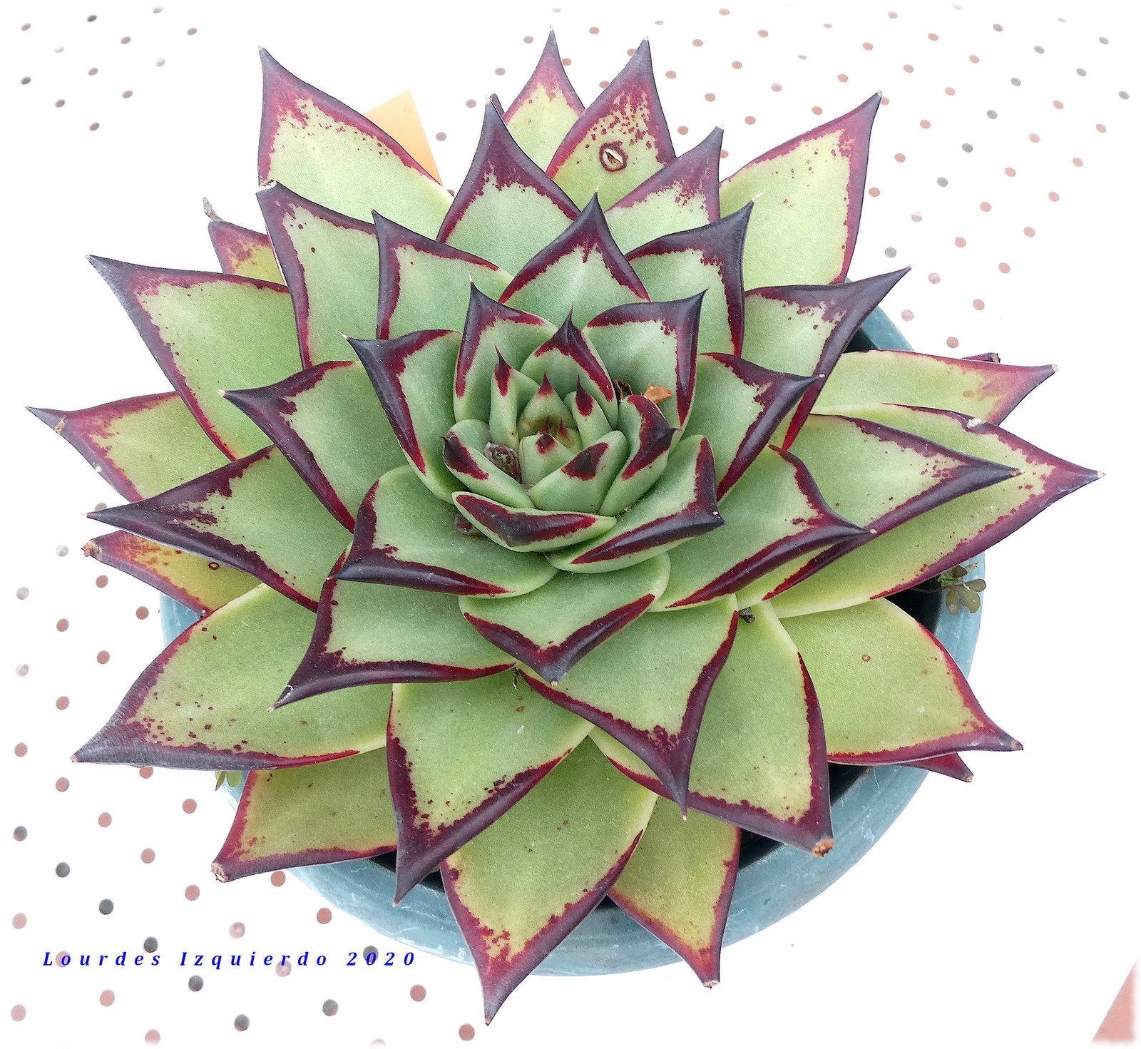 49843359271_00fa677307_k.jpg