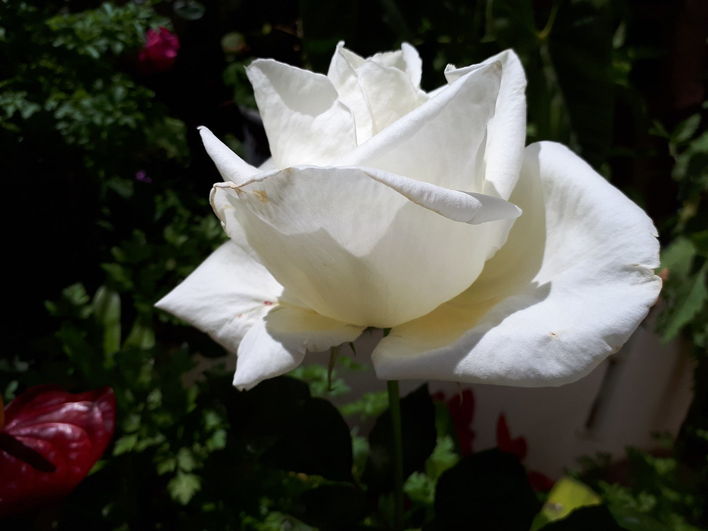 49889998923_7235c9f5a5_b.jpg
