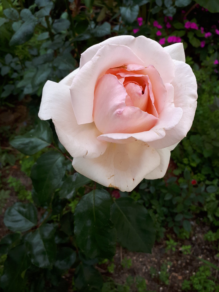 49890469731_3483cc83b5_b.jpg
