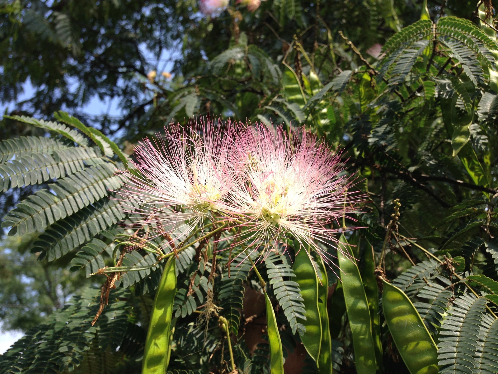 4_23_49_Closeup_of_Albizia_julibrissin_foliage,_flowers_and_immature_fruits_in_Ewing,_New_Jersey.jpg