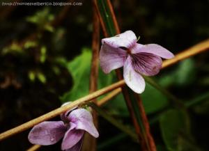 4a5d5-violapalustris28229.jpg