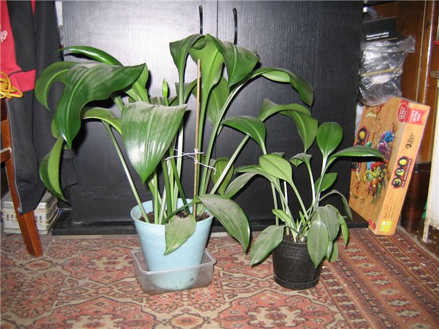 Какой горшок нужен для эухариса фото Какой горшок нужен для эухариса фото