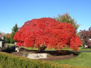 4b0f74a90978ddc9174fde32a33a4ed4--japanese-maple-trees-acer-palmatum.jpg