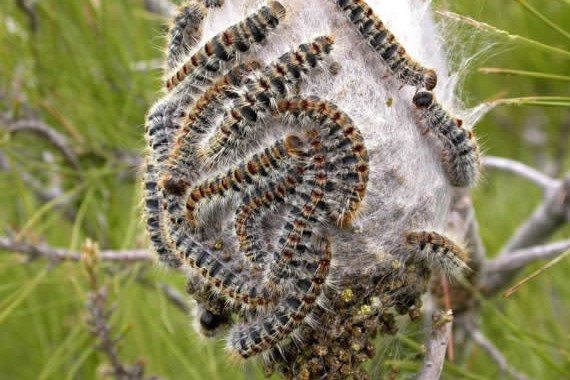4bolson-procesionaria-570x380.jpg