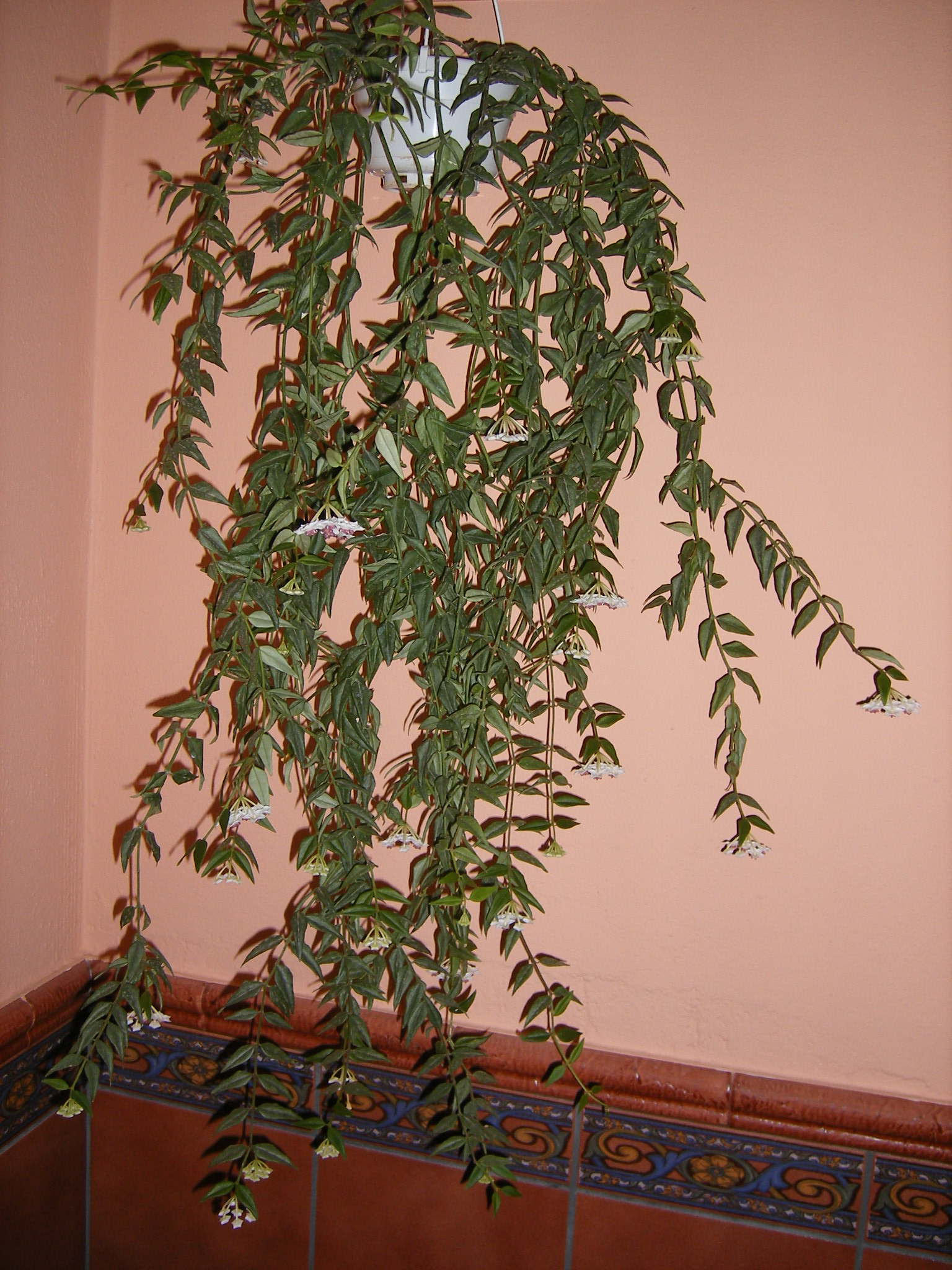 4bQDSCF0072CFy.jpg