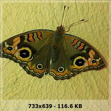 4c785e069734a41997512bfd81fa7486o.jpg