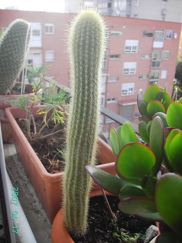 4Cactus1.jpg