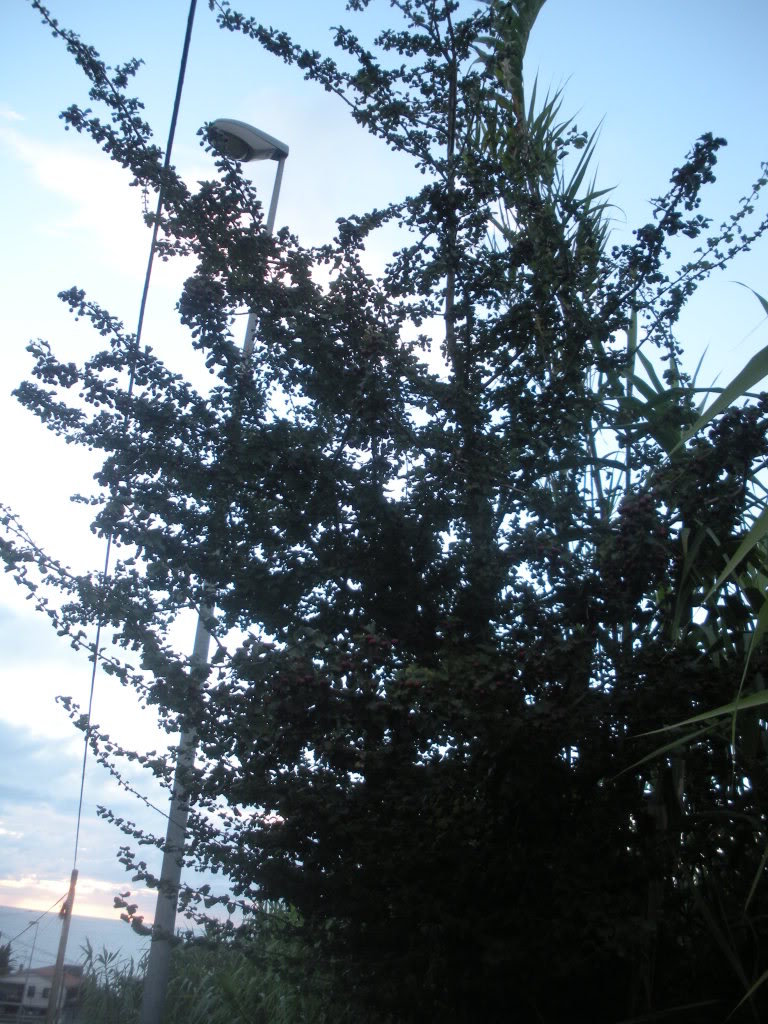 4cf43020.jpg