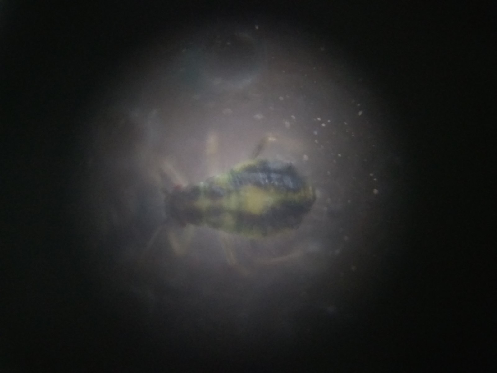 4ENA56P.jpg