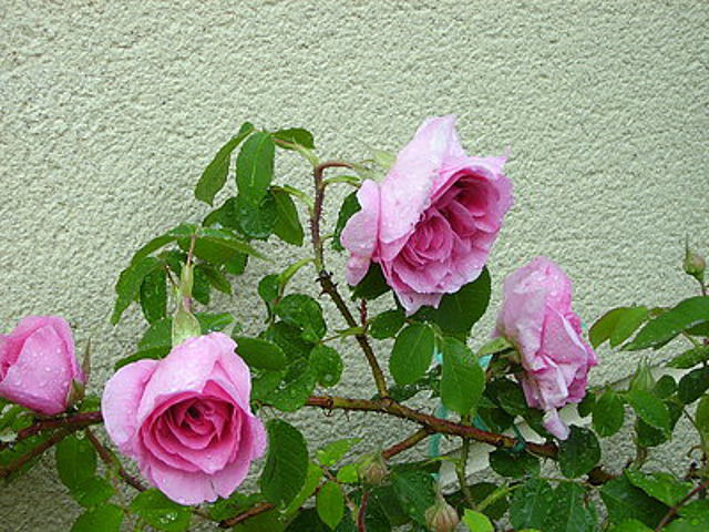 4f3545f2.jpg