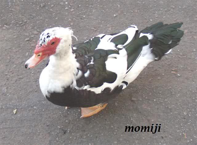 4sz2fq.jpg