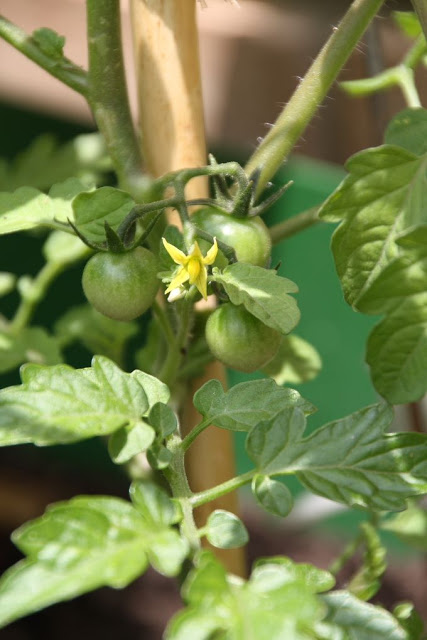 5%252520-%252520Cherries_mesa_2.JPG