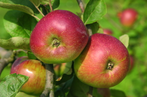 5.4-MANZANA-SERIDA.jpg