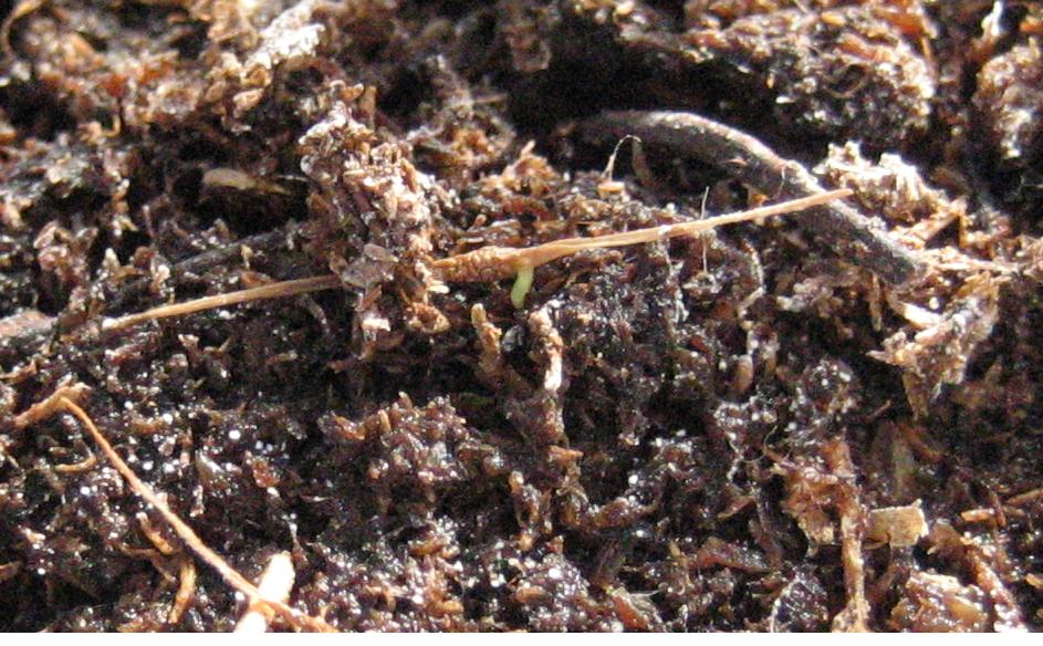 5%AA%20Semilla%20de%20nepenthes%20P.%2030-1-06.JPG