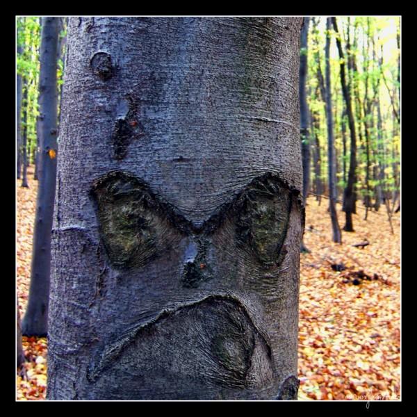 5.-Angry-Tree-600x600.jpg