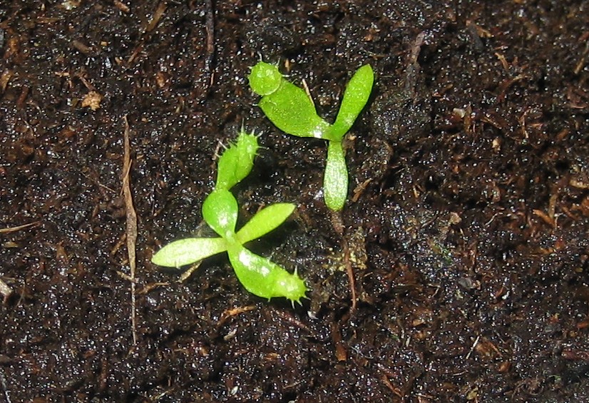 5%BA%20hoja%2011-5-06.JPG