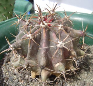 5-Ferocactus.jpg