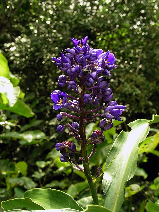 5-Flores%2Bmoradas.jpg