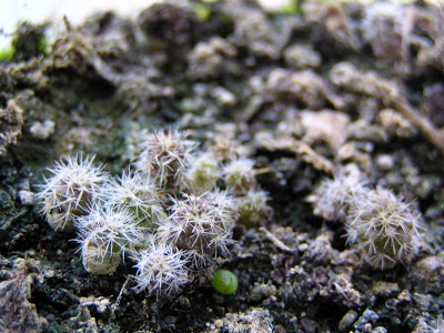 5+meses-+Copiapoga+hypogaea+barquitensis.JPG