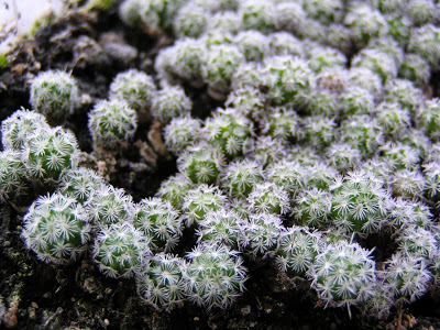 5+meses-+Mammillaria+microhelia+flor+roja.JPG