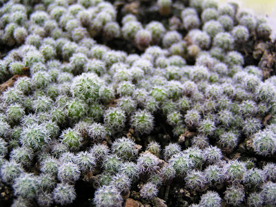 5+meses-+Mammillaria+mircrohelia+flor+amarilla.JPG