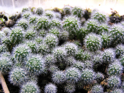 5+meses-+Rebutia+muscula.JPG