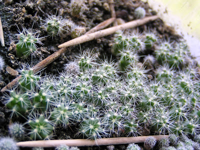 5+meses-+Thelocactus+setispinus.JPG