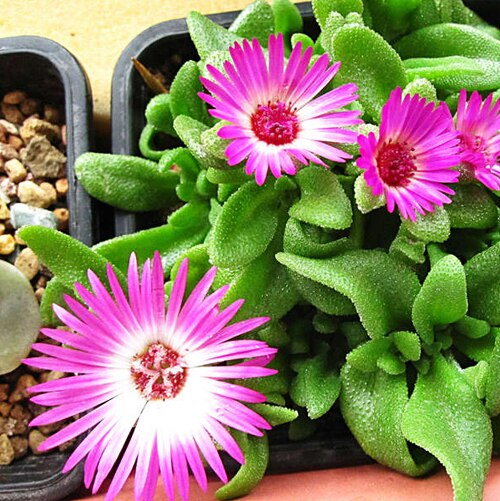 5-Pack-150-Seed-Mesembryanthemum-Seed-Livingstone-Daisy-Flower-Garden-Seeds-Hot-A213.jpg
