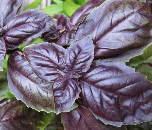 50-semillas-albahaca-morada-opal-jardin-huerto-14867-mlm20091166535_052014-o.jpg