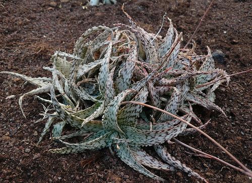 5002156668_ae8f4d46e6.jpg