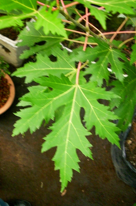 5003350024_ba1707e47a_b.jpg
